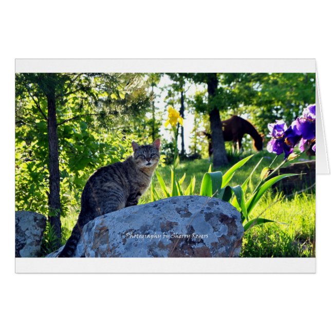 ~Top cat on Rock~ (Front Horizontal)