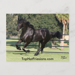 Top Hat Friesians Postcard