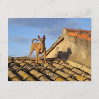 Top of the world. postcard