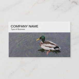 Top Panel - Mallard Duck Business Card