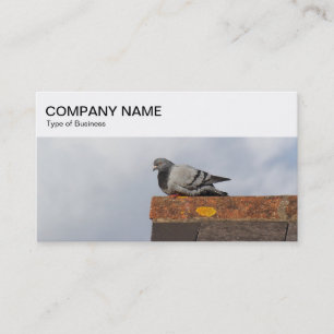 Top Panel - Pigeon on a Roof Business Card