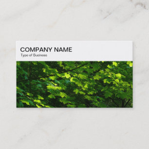 Top Panel - Sun lit Leaves Business Card