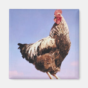 Top Rooster Magnet