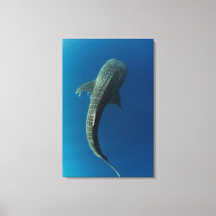 Top view of a Whale Shark Canvas Print