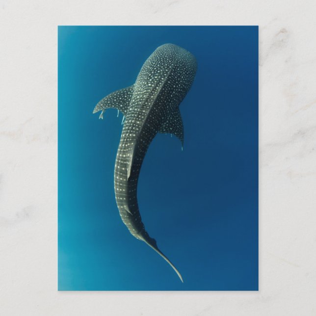 Top view of a Whale Shark Postcard (Front)
