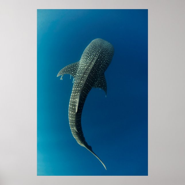 Top view of a Whale Shark Poster (Front)