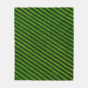 Top view of rows blackcurrant bushes, cultivated l fleece blanket