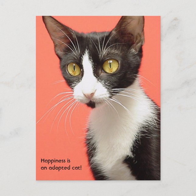 Topenga - Happiness is an adopted cat! Postcard (Front)