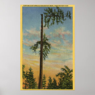 Topping Giant Spruce for 200 ft. Sailing Poster