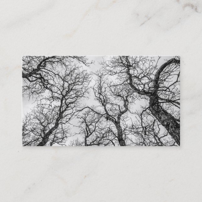 Tops of Crooked, Bare Trees Business Card (Front)
