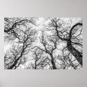Tops of Crooked, Bare Trees Poster