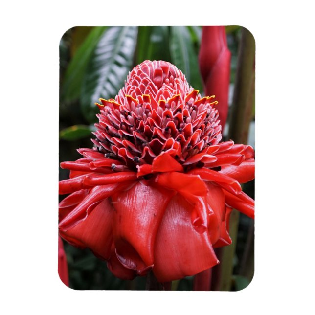 Torch Ginger Magnet (Vertical)