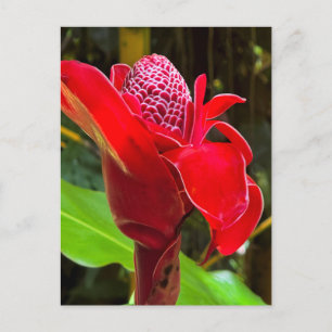 Torch Ginger  Postcard