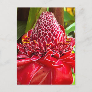 Torch Ginger  Postcard
