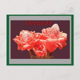 Torch Ginger Postcard