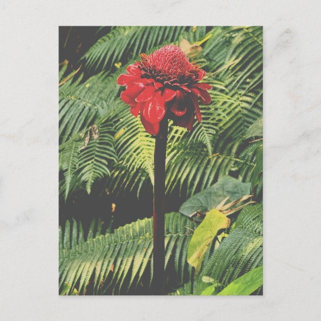 Torch Ginger  Postcard (Front)