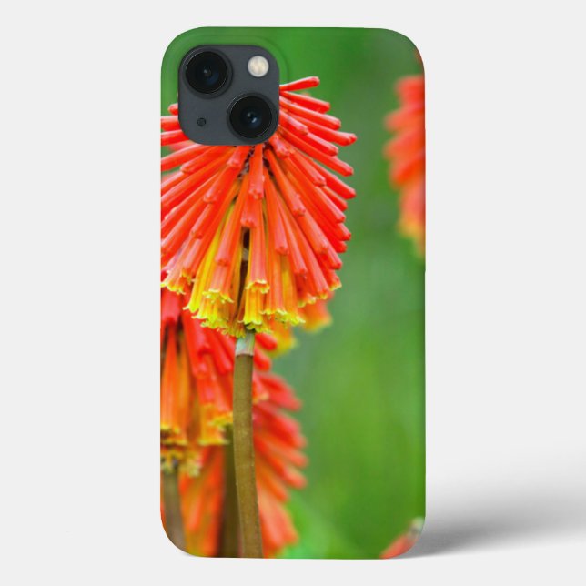 Torch Lily (Kniphofia Uvaria), Western Cape Case-Mate iPhone Case (Back)