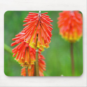 Torch Lily (Kniphofia Uvaria), Western Cape Mouse Mat