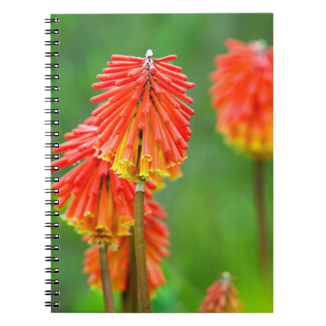 Torch Lily (Kniphofia Uvaria), Western Cape Notebook (Front)