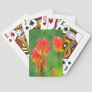 Torch Lily (Kniphofia Uvaria), Western Cape Playing Cards