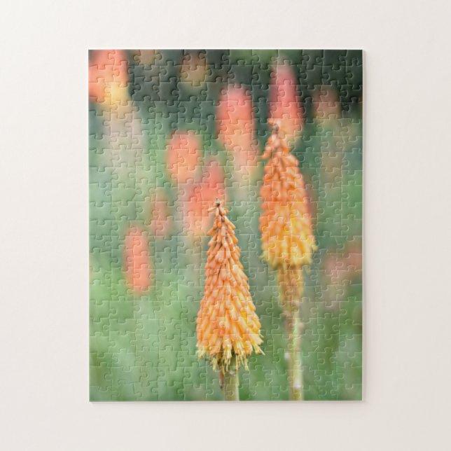 Torch Lily Red Hot Poker Flower Nature Photography Jigsaw Puzzle (Vertical)