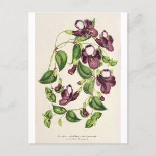 Torenia Asiatica by Charles Antoine Lemaire Postcard