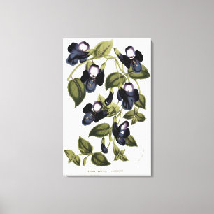 Torenia Asiatica pulcherrima Canvas Print