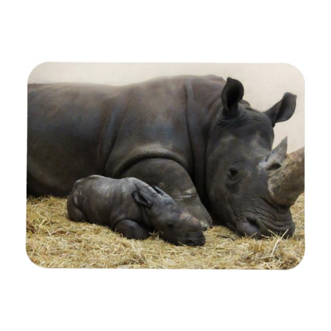 Toronto Zoo baby white rhino Magnet (Horizontal)