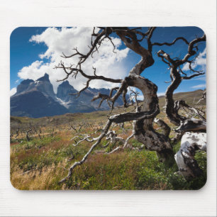 Torres del Paine National Park, fire damaged trees Mouse Mat