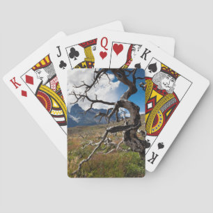 Torres del Paine National Park, fire damaged trees Playing Cards