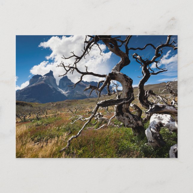 Torres del Paine National Park, fire damaged trees Postcard (Front)