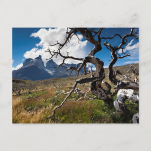 Torres del Paine National Park, fire damaged trees Postcard