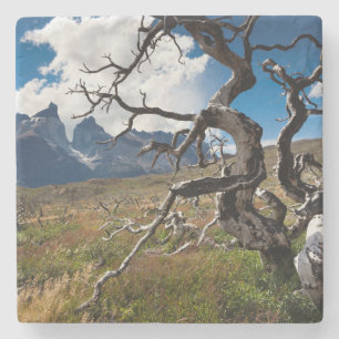 Torres del Paine National Park, fire damaged trees Stone Coaster