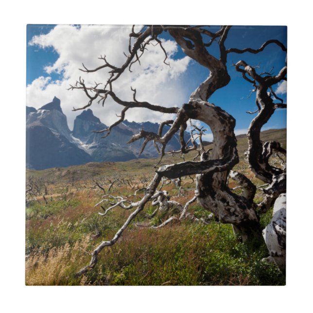 Torres del Paine National Park, fire damaged trees Tile (Front)