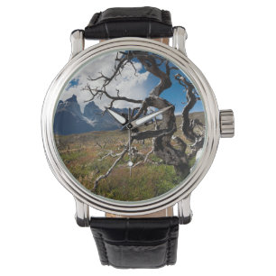 Torres del Paine National Park, fire damaged trees Watch