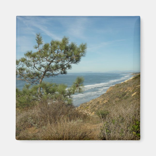 Torrey Pine and California Coastline Landscape Magnet (Front)