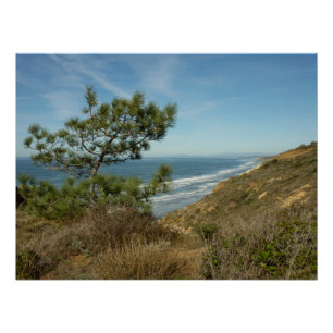 Torrey Pine and California Coastline Landscape Poster
