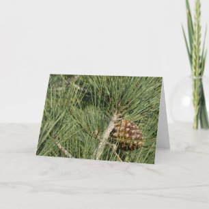 Torrey Pine Closeup California Botanical Card