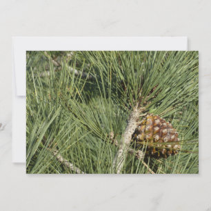 Torrey Pine Closeup California Botanical Card