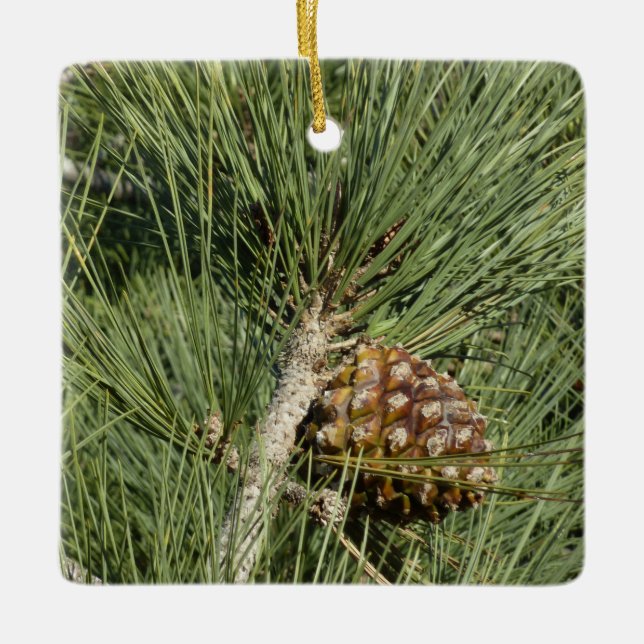Torrey Pine Closeup California Botanical Ceramic Tree Decoration (Front)