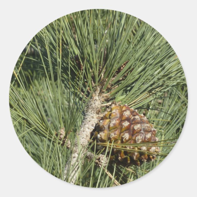 Torrey Pine Closeup California Botanical Classic Round Sticker (Front)