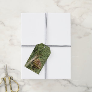 Torrey Pine Closeup California Botanical Gift Tags