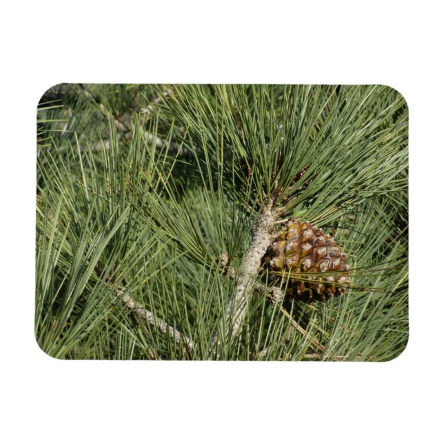 Torrey Pine Closeup California Botanical Magnet (Horizontal)
