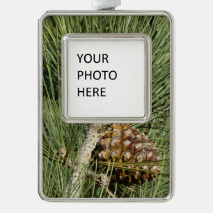 Torrey Pine Closeup California Botanical Silver Plated Framed Ornament