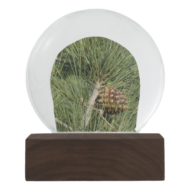Torrey Pine Closeup California Botanical Snow Globe (Front)
