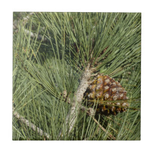 Torrey Pine Closeup California Botanical Tile