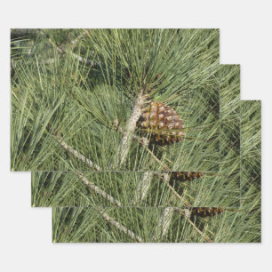 Torrey Pine Closeup California Botanical Wrapping Paper Sheet