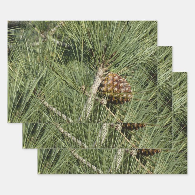 Torrey Pine Closeup California Botanical Wrapping Paper Sheet (Set)