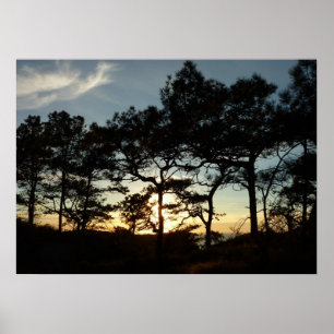Torrey Pine Sunset II California Landscape Poster