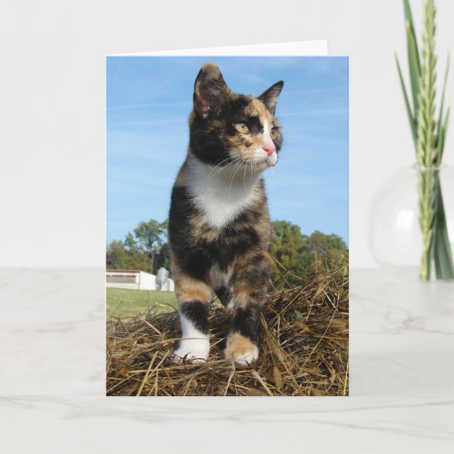 Torti Cat on a Hay Bale Card (Front)